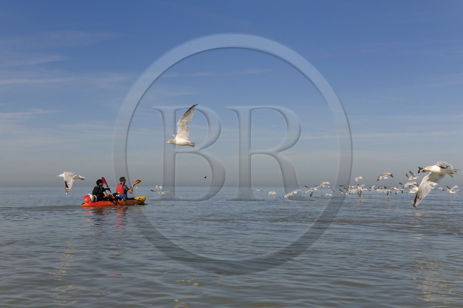 France, Manche, crossing the Bay of Mont Saint Michel in kayak and seagulls flying
