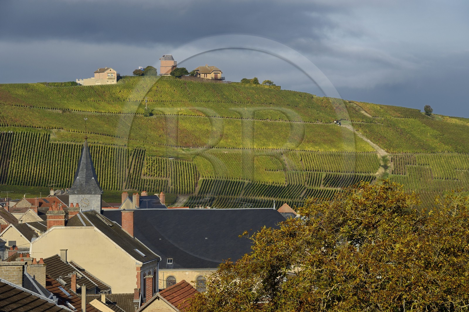 France, Marne (51), Parc Naturel Regional de la Montagne de Reims, Verzenay, vignobles de Champagne
