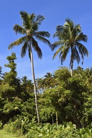 Caraïbes, Ile de la Dominique, Soufrière, dans les montagnes du sud de l'île le long du Segment 1 du Waitukubuli National Trail entre Scotts Head Village et Soufriere Estate