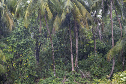 France, Guyane, Kourou, Iles du Salut, Ile Royale, averse de pluie tropicale