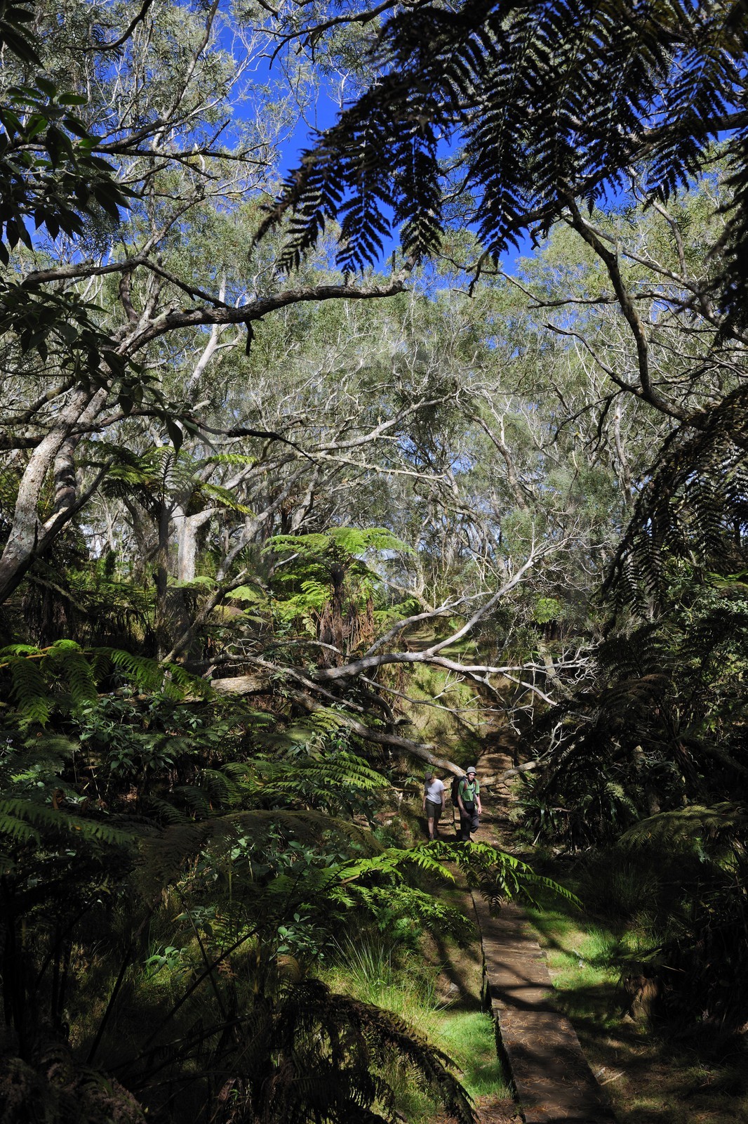 France, île de la Réunion, forêt de Bélouve