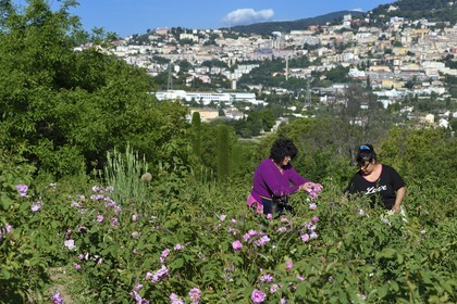 France, Alpes-Maritimes (06), Grasse, cueillette dans le champ de rose Centifolia de l'horticulteur Constant Viale par la gitane Nini Lafleur (en gilet violet) qui était la femme de Alain Delon dans le film Le Gitan