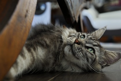 France, Ile de la Reunion, chat Main coon