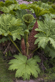 France, Côtes-d'Armor (22), Plouguiel, le Jardin botanique du Kestellic, classé jardin remarquable, Gunnera genre de plantes à fleurs de la famille des Gunneraceae