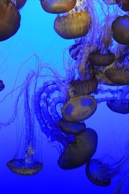 Etats-Unis, Californie, Monterey, le Monterey Bay Aquarium dans Cannery Row, méduses