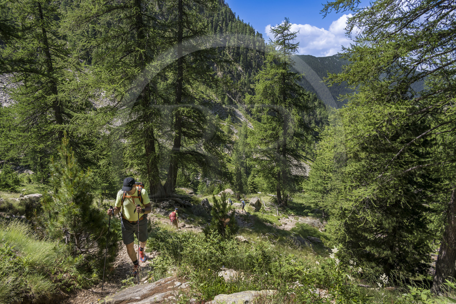 France, Alpes-Maritimes (06), parc national du Mercantour, Haute-Vésubie, Saint-Martin-Vésubie, Val du Haut Boréon, randonneurs en marche pour le lac de Trécolpas