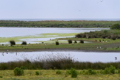 France, Finistere, La Foret Fouesnant, Glenan islands, Loch island, around the pond focuses animal life