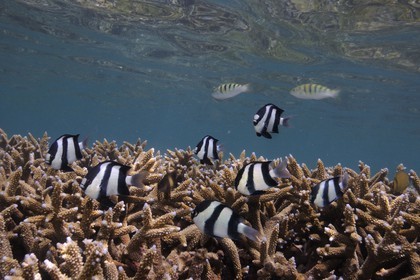France, Reunion Island (French overseas department), coral reef of Saint Gilles and Ermitage lagoon (underwater view)