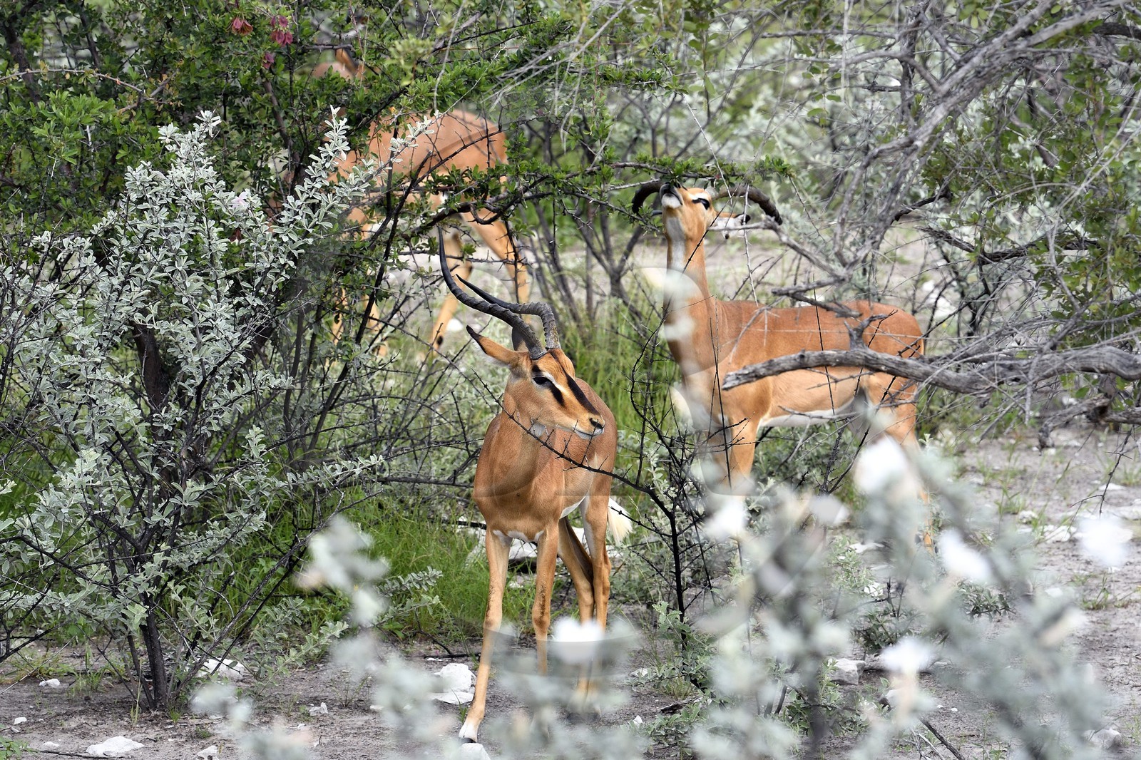 Namibie, région de Oshikoto, Parc National d'Etosha, impala à face noire mâle (Aepyceros melampus petersi)