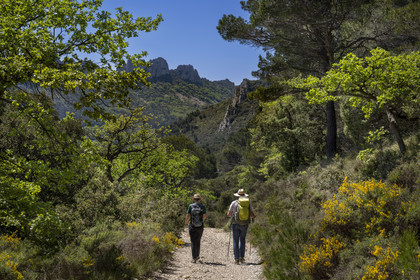 France, Vaucluse (84), Dentelles de Montmirail, Gigondas, randonneurs sur un sentier longeant les Dentelles Sarrasines au coeur du massif