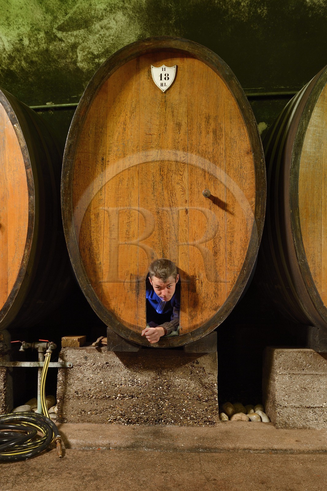 France, Bas-Rhin (67), Route des Vins d'Alsace, Mittelbergheim, labellisé Les Plus Beaux Villages de France, cave du Domaine Wittmann, l'ouvrier agricole Anthony Frey sortant de l'intérieur d'un grand fût aussi appellé foudre après son nettoyage