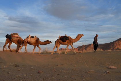 Iran, Province d'Ispahan, désert du Dasht-e Kavir, Mesr dans la région de Khur et Biabanak, caravane de dromadaires au coucher de soleil