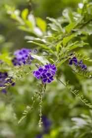 France, Alpes-Maritimes (06), Saint Jean Cap Ferrat, Villa et Jardins Ephrussi de Rothschild, Vanillier de Cayenne (duranta plumieri)
