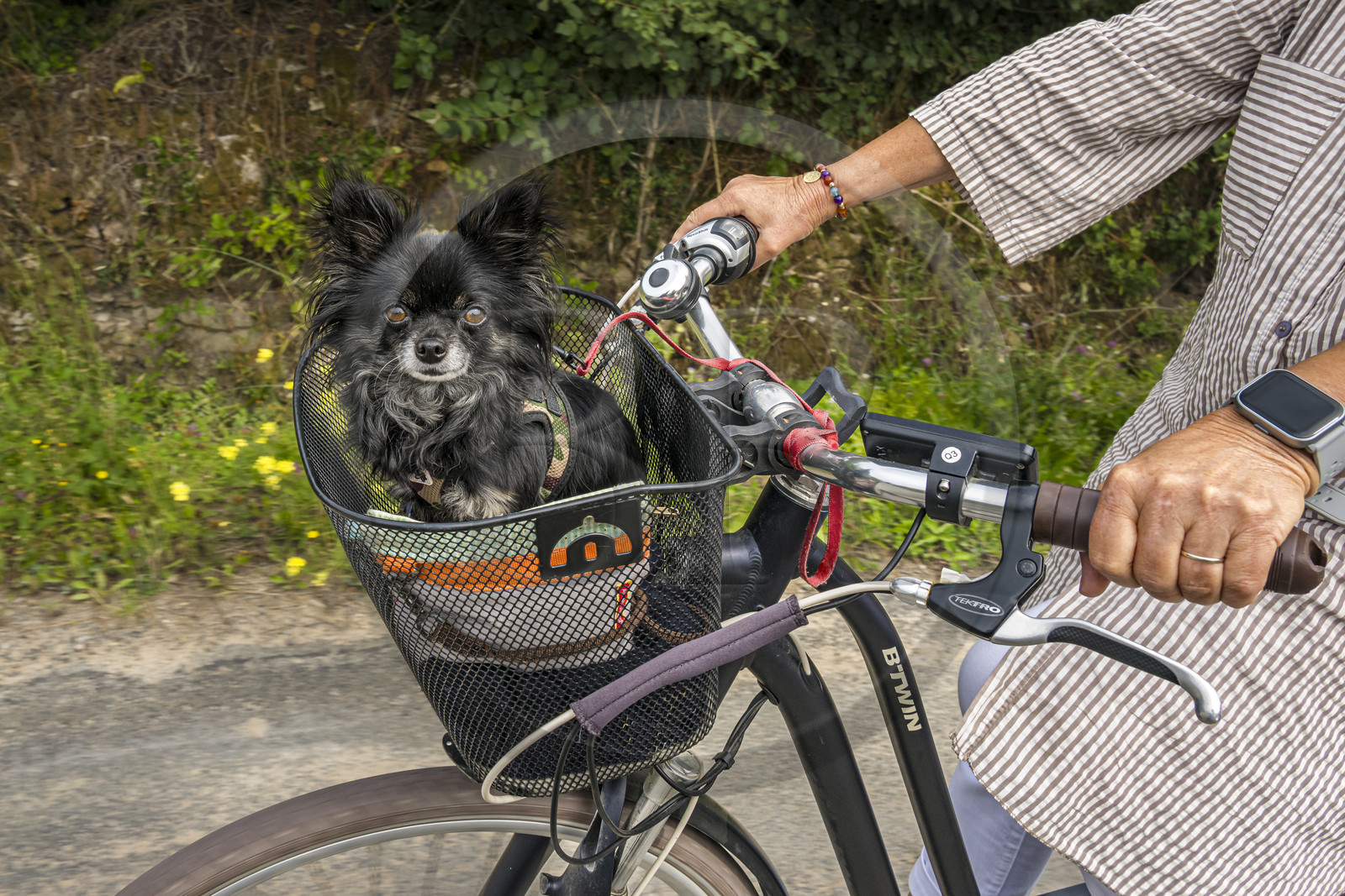 France, Vendee, Noirmoutier island, Noirmoutier-en-l'Ile, L'Herbaudière, bike ride with dog