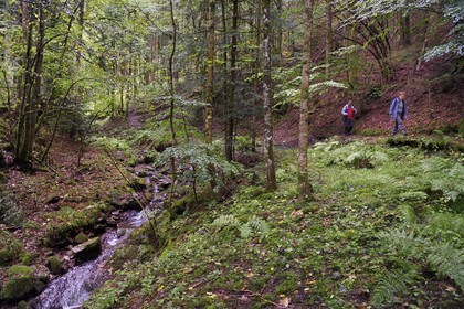 France, Haut Rhin, Ballons des Vosges Regional Natural Park, hikers going up the Storckensohn valley to the top of the Tete des Perches