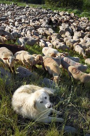 France, Alpes de Haute Provence, Uvernet Fours, Mercantour mountain range, Ubaye valley, Bachelard valley towars the Cayolle pass (2326 m), herd of sheep and goats kept by a Pyrenean Mountain Dog.Patou