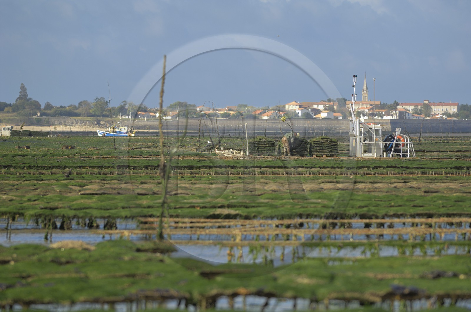 France, Charente-Maritime (17), le bassin Marrennes-Oléron au large de l'Ile d'Oléron, chaland dans les parcs à huîtres