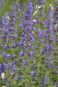France, Alpes-de-Haute-Provence (04), Parc Naturel Régional du Verdon, Grand Canyon du Verdon, La-Palud-Sur-Verdon, Nepeta