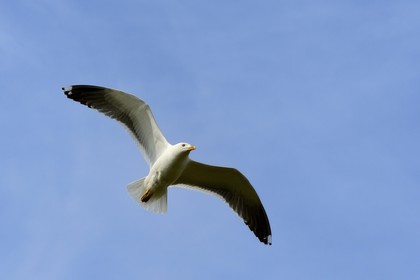 France, Finistere, La Foret Fouesnant, Glenan islands, Penfret island