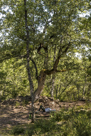 France, Var (83), Provence Verte, Bras, Académie du Bain de Forêt Provençale, forêt du domaine Le Peyrourier - une campagne en Provence