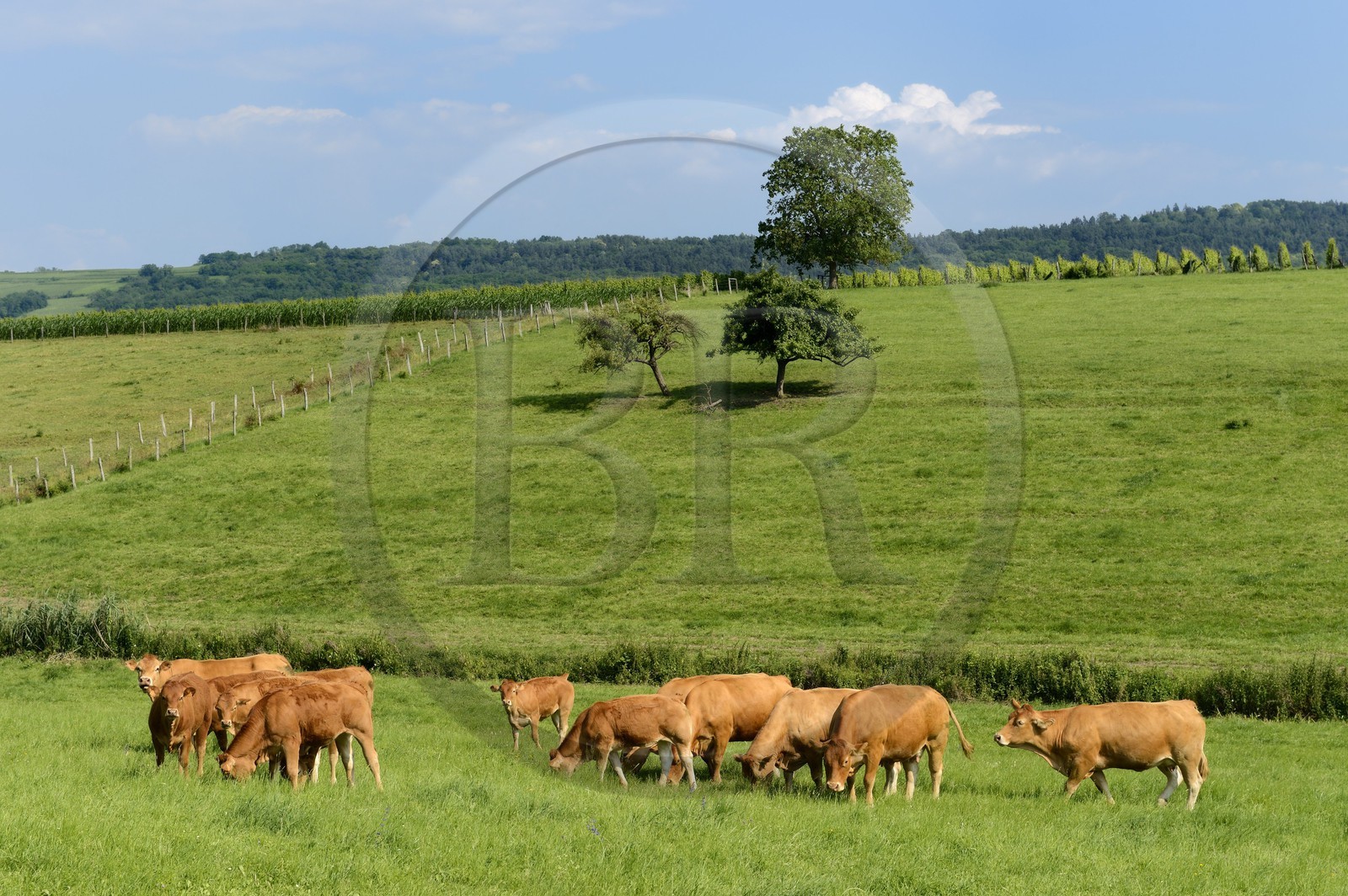 France, Bas Rhin, the Alsace Wine Route, Flexbourg, herd of cows in the meadows