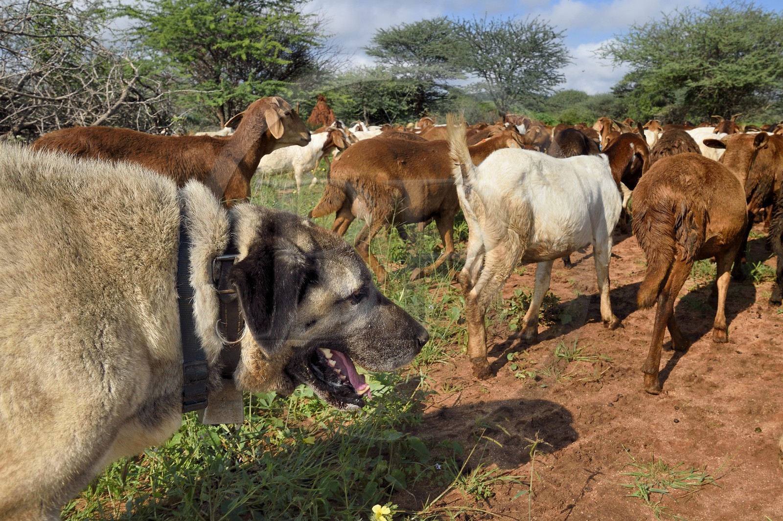 Namibia, Otjiwarongo, Cheetah Conservation Fund, research and education centre, CCF’s Livestock Guarding Dog Program has been highly effective at reducing predation rates and thereby reducing the inclination by farmers to trap or shoot cheetahs, Anatolian shepherd Kangal dog watching a herd of Boer goats and Damara sheep