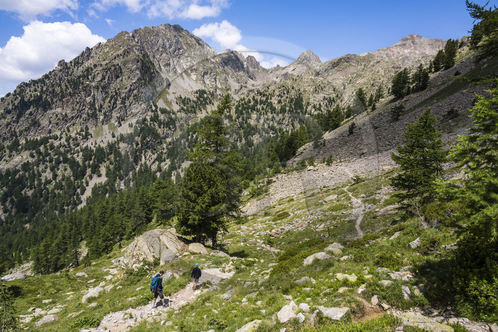 France, Alpes-Maritimes (06), parc national du Mercantour, Haute-Vésubie, Saint-Martin-Vésubie, Val du Haut Boréon, randonneurs en marche pour le refuge de Cougourde, le Mont Pelago à gauche et la Cime Guilié (2999m) à droite en arrière-plan
