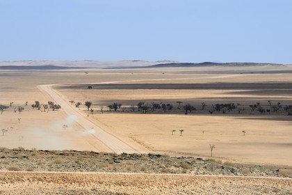 Namibie, région de Erongo, parc national Namib Naukluft, piste C14 dans le désert du Namib et oasis linéaire en arrière plan
