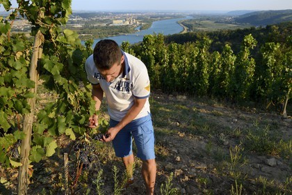 France, Loire, Parc Naturel Regional du Pilat (Natural Regional Park of Pilat), the domaine du Monteillet Stephane Montez, Stephane Montez in his vineyard overlooking the Rhone river