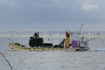 France, Charente-Maritime (17), le bassin Marrennes-Oléron au large de l'Ile d'Oléron, chaland dans les parcs à huîtres