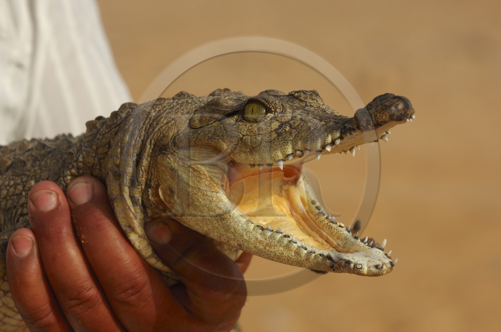Egypte, Haute Egypte, Lac Nasser, site des temples d'Amada, bébé crocodile du Nil