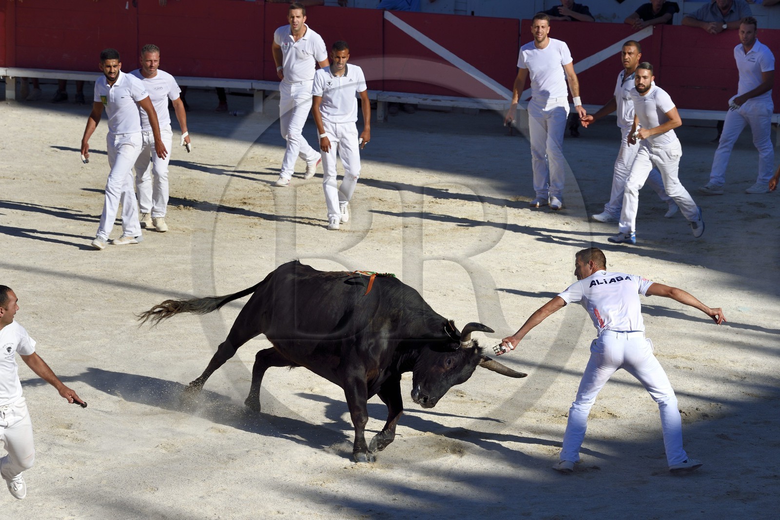 France, Bouches-du-Rhône (13), Arles, la course camarguaise  de la Cocarde d'Or aux Arènes, raseteur tentant d'attraper les attributs primés sur les cornes du taureau