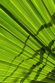 France, Ile de la Reunion, Petite Ile, jardin tropical, palme de palmier