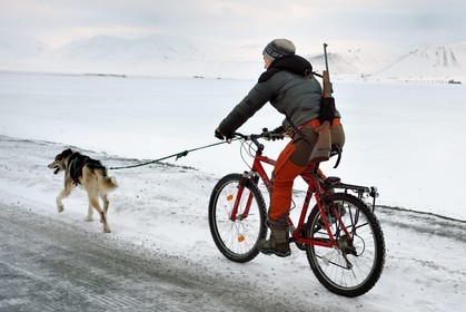 Norway, Svalbard, Spitzbergen, Adventdalen valley near Longyearbyen, dog walk riding a bicycle with a rifle to guard against the possible danger of polar bears