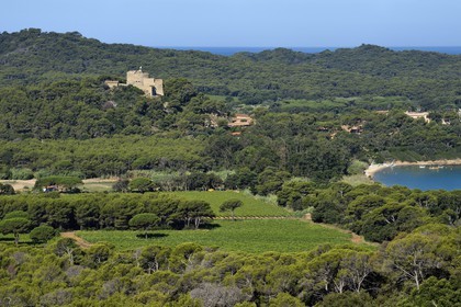 France, Var (83), Iles d'Hyères, parc national de Port Cros, Ile de Porquerolles, les vignes de la plaine de la Courtade dominées par le Fort Sainte Agathe
