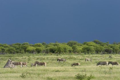 Namibie, région de Oshikoto, Parc National d'Etosha, zèbres de Burchell (Equus burchellii)