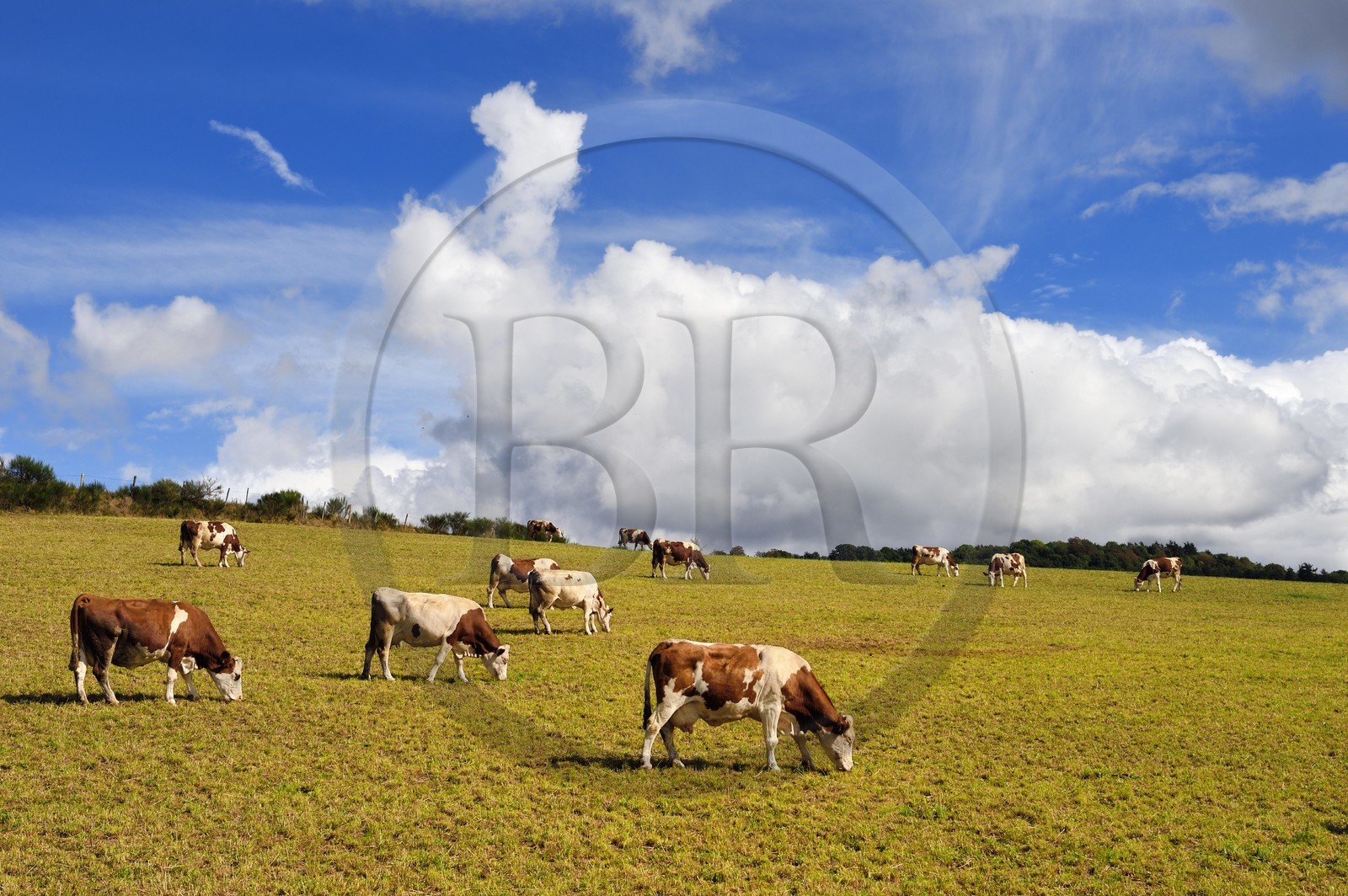 France, Cantal (15), Auriac de Faverolles, troupeau de vaches en bordure des Gorges de la Truyère