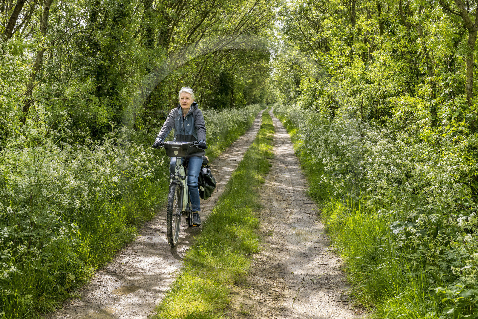France, Vendée (85), Parc Interrégional du Marais Poitevin labellisé Grand Site de France, Maillezais, randonnée cycliste sur la piste de la véloroute Vendée Vélo Tour qui traverse le marais