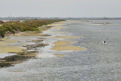 France, Bouches-du-Rhône (13), Parc naturel régional de Camargue, l’étang du Vaisseau et Vieux Rhone, digue de terre