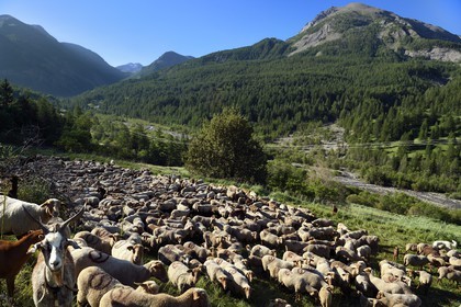 France, Alpes de Haute Provence, Uvernet Fours, Mercantour mountain range, Ubaye valley, Bachelard valley towars the Cayolle pass (2326 m), herd of sheep and goats