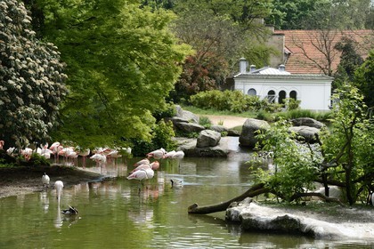 France, Rhone, Lyon, Parc de la Tete d'Or (Tete d'Or park), the zoo, the flamingos