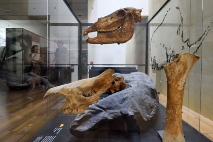 France, Dordogne (24), Périgord Noir, vallée de la Vézère, Les Eyzies-de-Tayac-Sireuil, site classé Patrimoine Mondial de l'UNESCO, Musée National de la Préhistoire, cranes des périodes froides, crane et mandibule de cheval en haut, crane d'un Rhinoceros laineux au centre et fémur de mammouth à droite