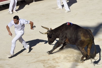 France, Bouches-du-Rhône (13), Arles, la course camarguaise  de la Cocarde d'Or aux Arènes