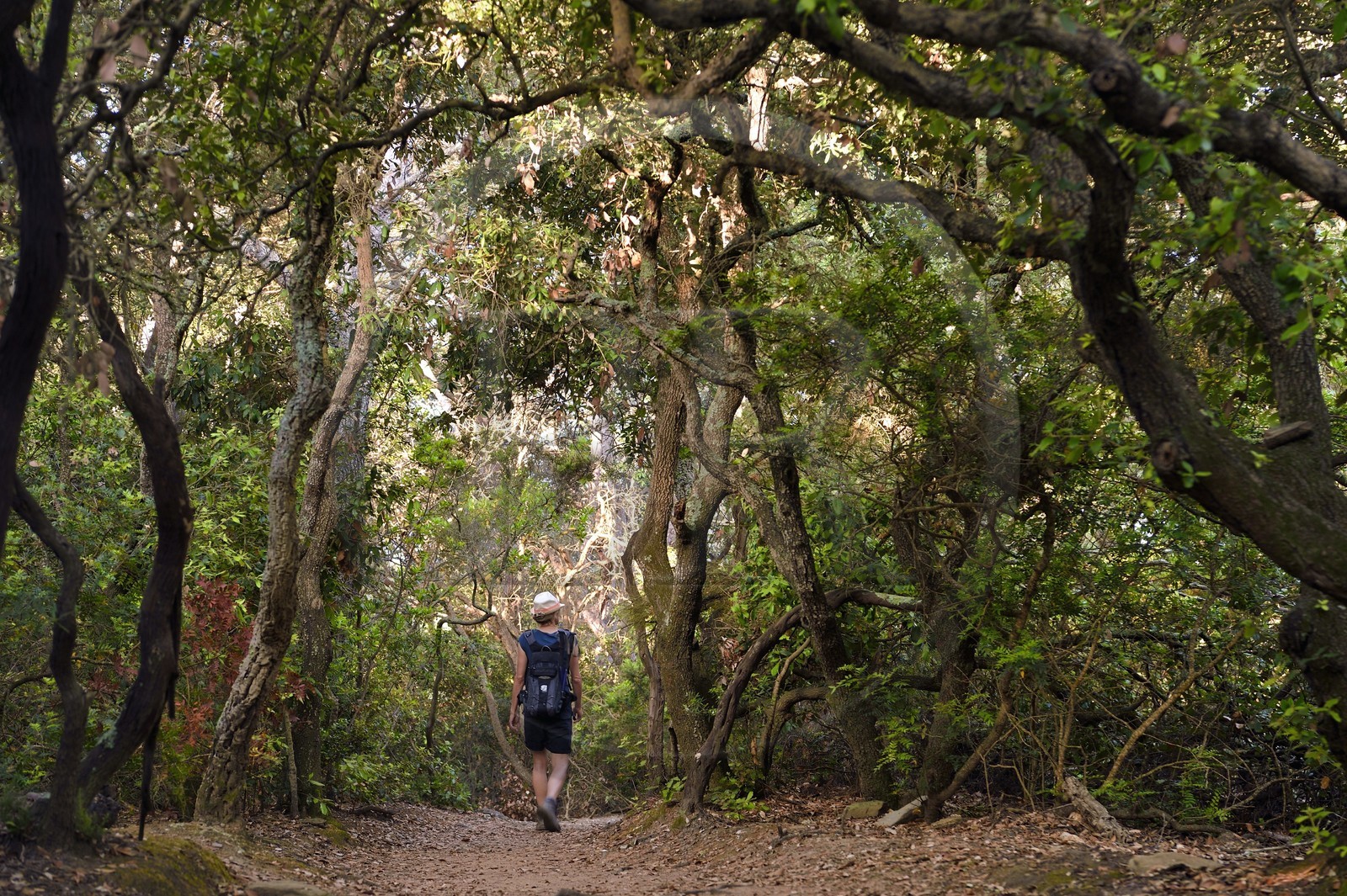 France, Var (83), Iles d'Hyères, parc national de Port Cros, Ile de Port-Cros, randonneuse progressant sur un sentier au coeur d'une forêt de chênes verts