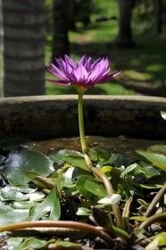France, Ile de la Reunion, Petite Ile, jardin tropical, fleur de lotus