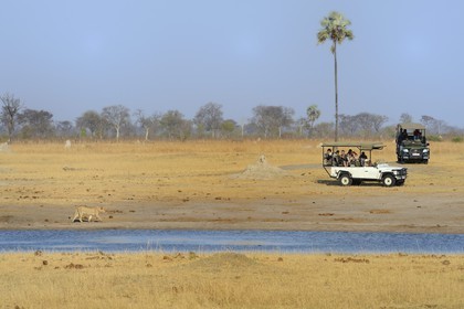 Zimbabwe, province de Matabeleland septentrional, parc national Hwange, touristes en 4x4 observant un lion (Panthera leo)