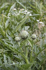 France, Finistère (29), Le Prajou, artichaut (Cynara scolymus)