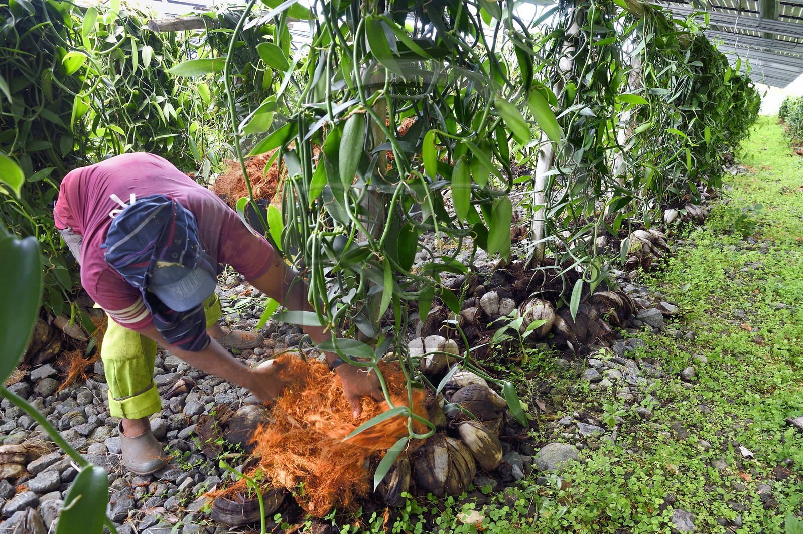 France, Ile de la Reunion, Saint-Louis, Domaine de Bellevue, producteur de vanille Planifolia biologique issues d'orchidées cultivées sous cinq hectares de panneaux photovoltaïques qui permettent d'alimenter plus de 1 800 foyers en électricité