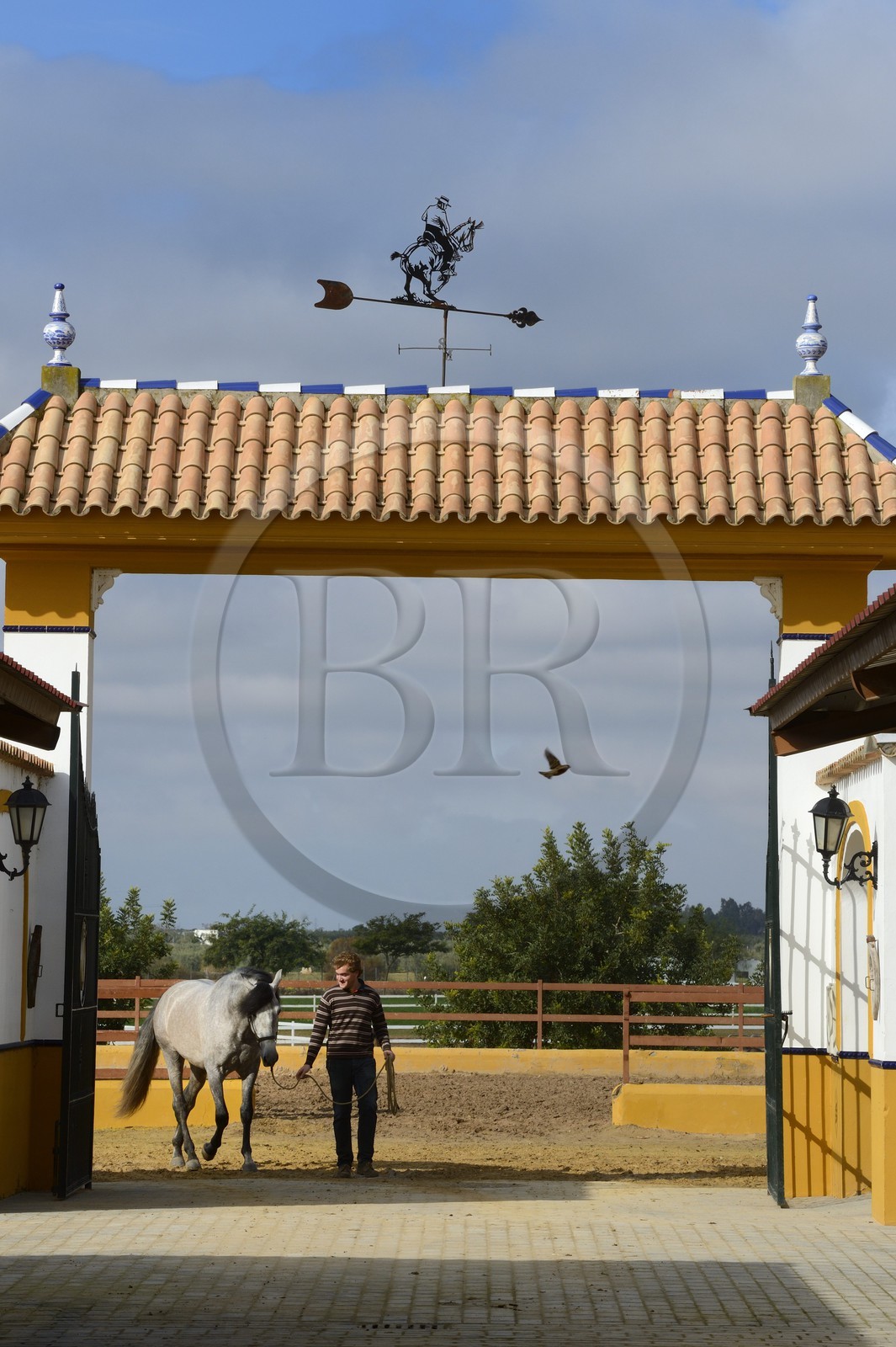 Espagne, Andalousie, province de Séville, Utrera, le haras Ayala (Yeguada Ayala), Pure race espagnole ou PRE (Pura Raza Espanola)