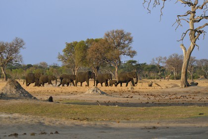 Zimbabwe, province de Matabeleland septentrional, parc national Hwange, éléphants sauvages d'Afrique (Loxodonta africana) dans la savane